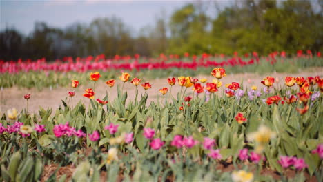 tulip field irrigation system in action