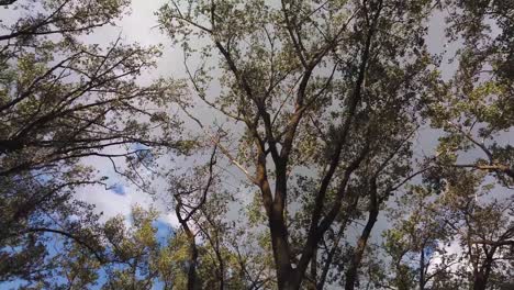 wide rotating point of view shot looking upwards to the summer time trees and sky