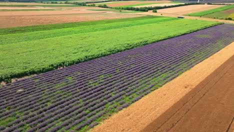 campos rurales con plantas de flores de lavanda en flor