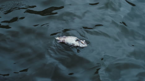 a dead fish floating in sea water