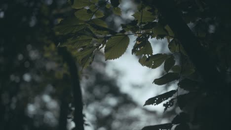 Leafs-in-shallow-depth-of-field-during-sunset