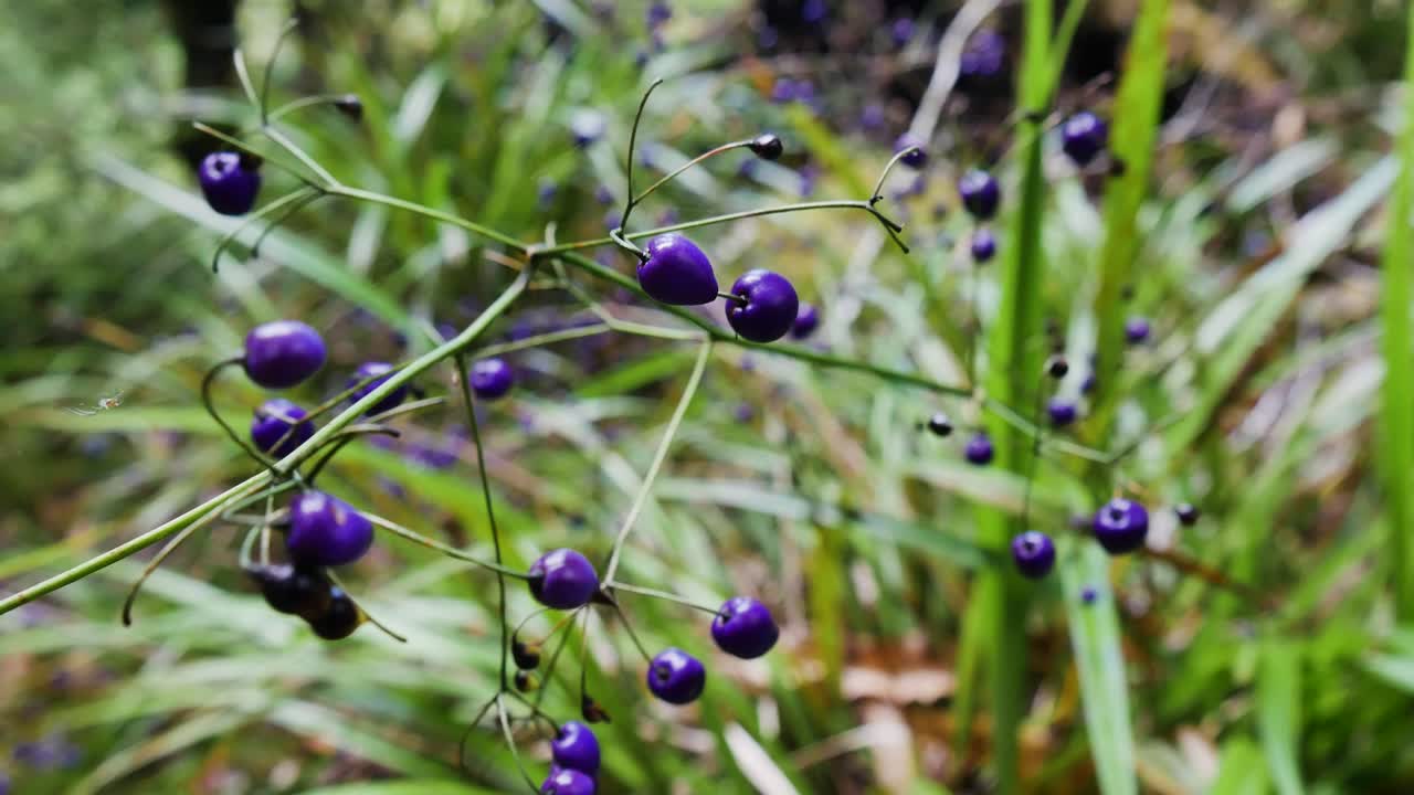 Close up shot of purple colored berries growing in deep jungle of national park,New Zealand