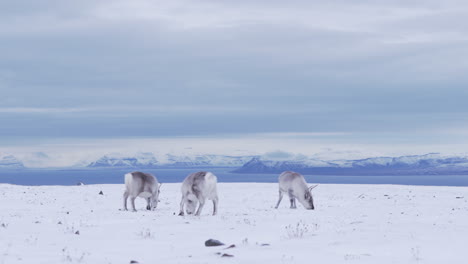 three curious reindeers feeding in fresh snow covered mountain tundra