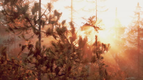 golden hour sunset in a foggy pine forest