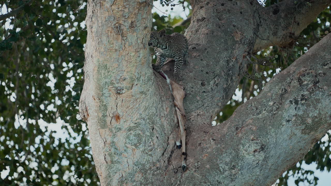 Leopard Cub Eating Prey in a Tree