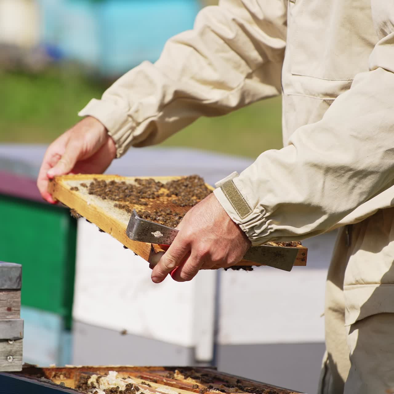 Beekeeper holding in hands a heavy frame coated with bees. Apiarist checking up his hives on sunny summer day