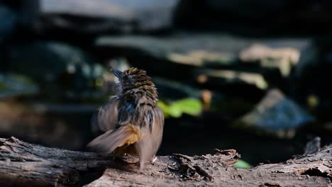 The-Abbot’s-Babbler-is-found-in-the-Himalayas-to-South-Asia-and-the-Southeast-Asia