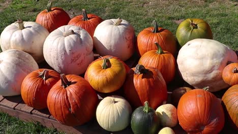 Side-pan-of-a-bunch-of-pumpkins-on-a-pallet