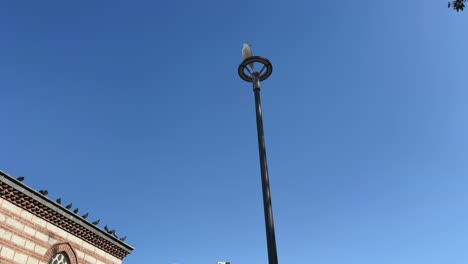 una gaviota de pie en una lámpara de calle y pájaros que pasan sobre ella