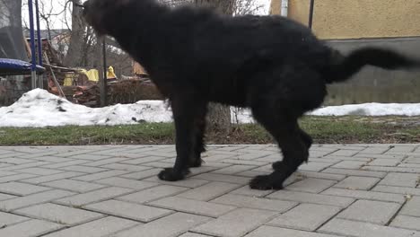 black dog shaking off the dirt from its fur on the pavement