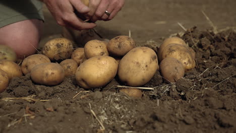 man rubs dirt off harvested potatoes with hands in rustic garden, closeup