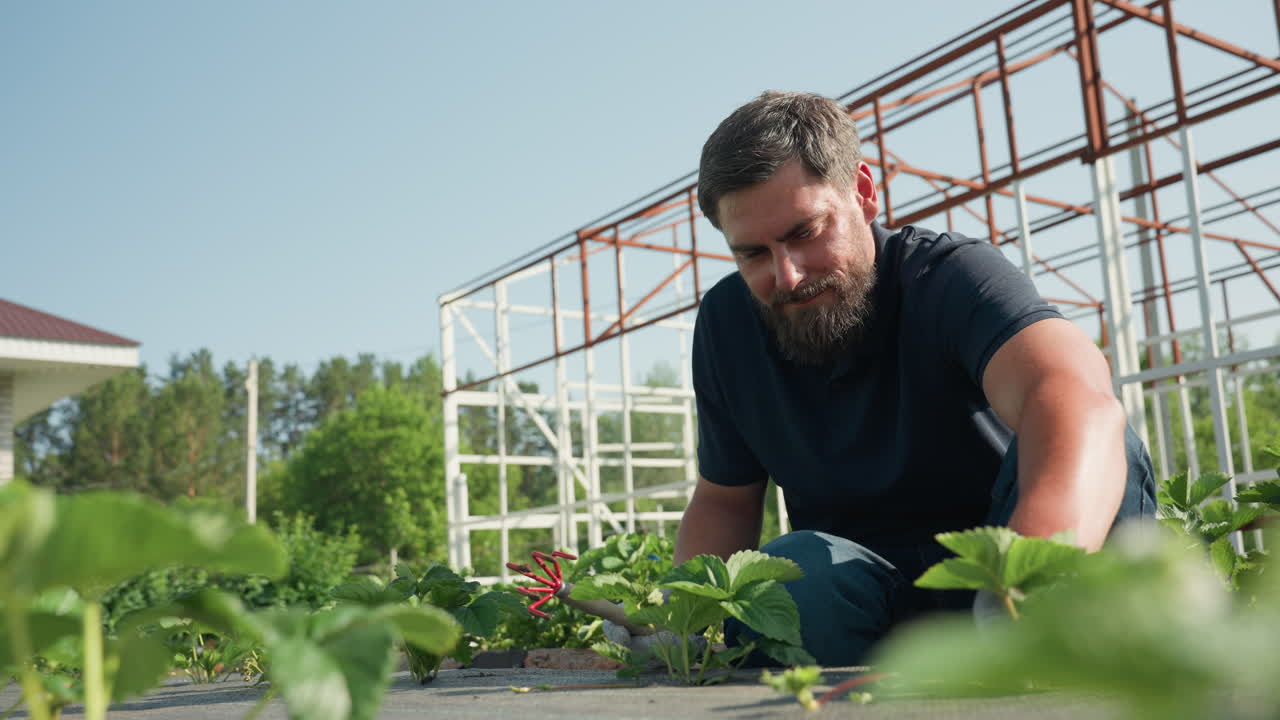 Bearded gardener in gloves pruning strawberry plants on farm under greenhouse frame, crouching among rows, using hand trowel for weeding and cultivation