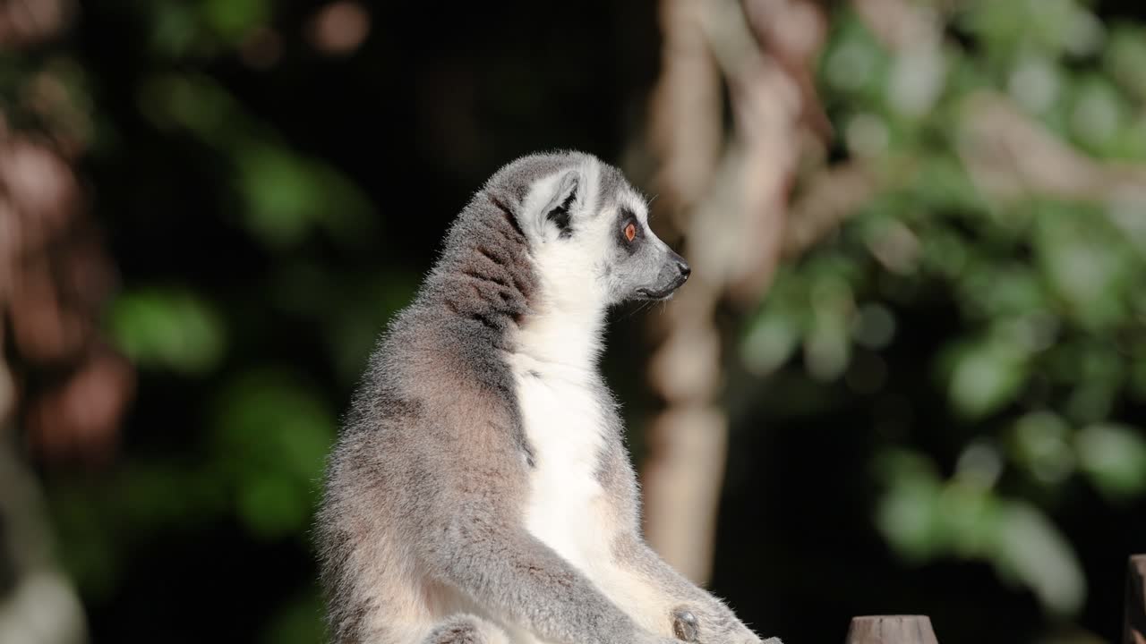 lémur observado sentado en una valla