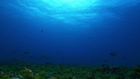 Eine-Wunderschöne-Unterwasserlandschaft-Mit-Hohem-Seegras-Und-Vielen-Fischen,-Die-Unter-Der-Tropischen-Sonne-Ruhig-über-Der-Wasseroberfläche-Vorbeischwimmen