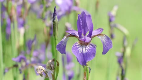 Lila-Irisblume-Bewegt-Sich-Im-Wind,-Biene-Verlässt-Mit-Frischem-Nektar,-Zeitlupe