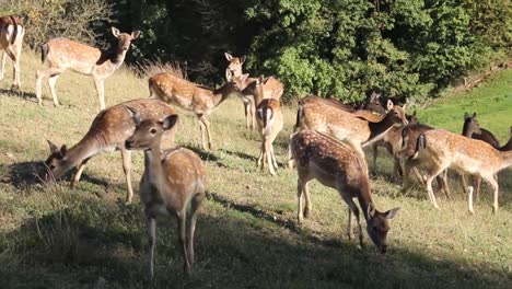 family of deers being scared and run away from the people