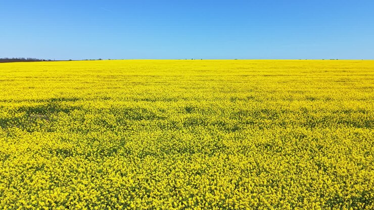 Ampio campo di fiori gialli si estende sotto un cielo azzurro e limpido attraverso il paesaggio durante le ore diurne luminose in primavera.