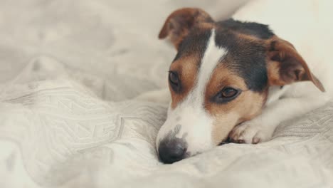 la raza de perro pequeño el jack russell terrier se acuesta en la cama