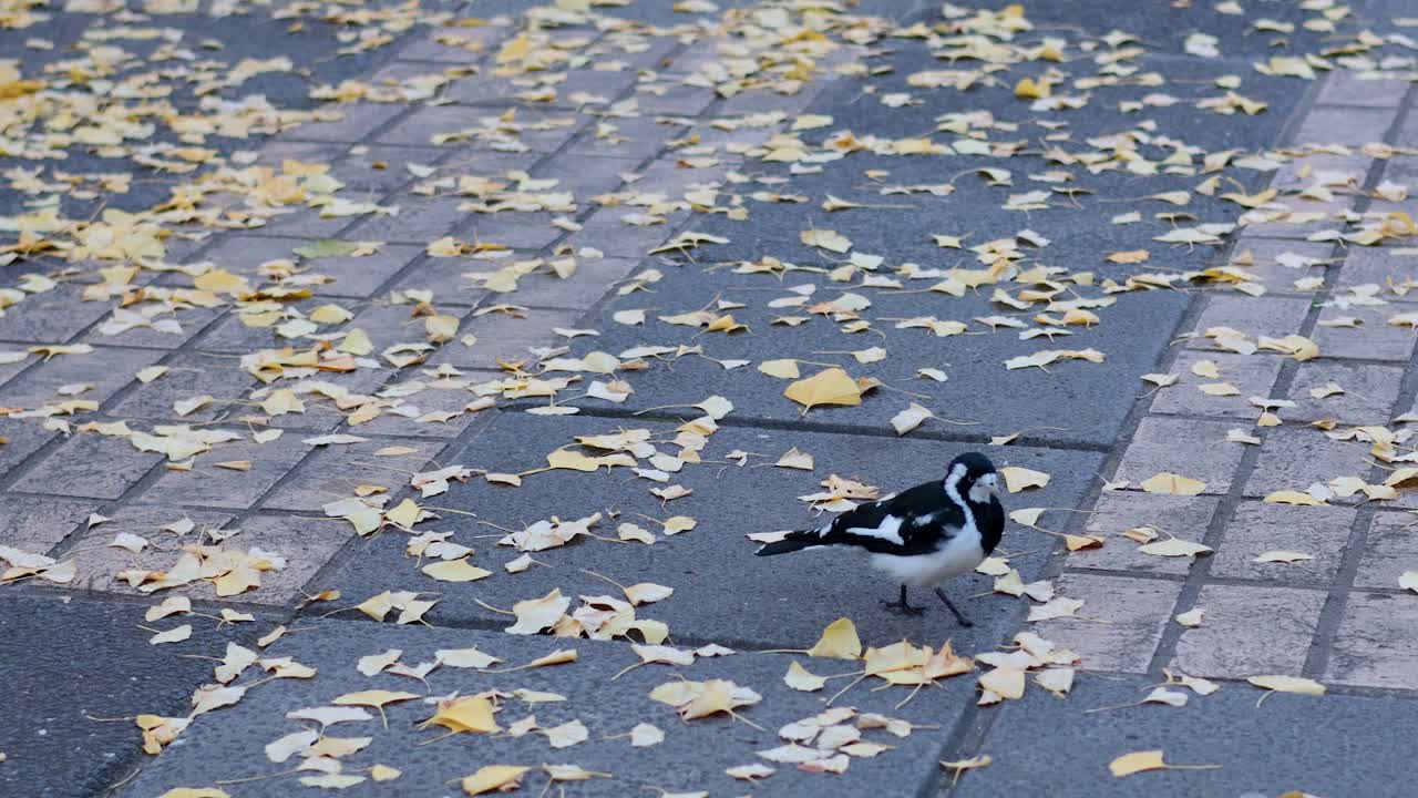A magpie lark walks on a leaf-covered path