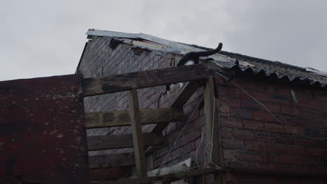 cat climbing down from roof of abandoned house