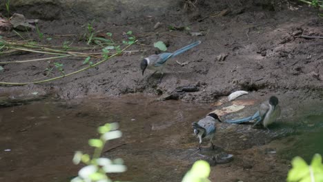 flock of azure-winged magpie birds bathing and drinking water from a shallow stream in forest, seoul, south korea