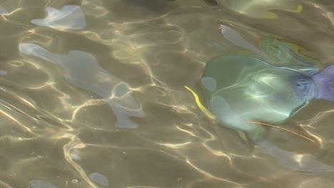 tropical fish in papeete, tahiti, french polynesia