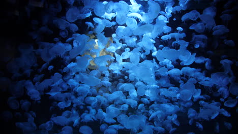 thousands of moon jellyfish in an aquarium. aurelia aurita mesmerizing slow-mo