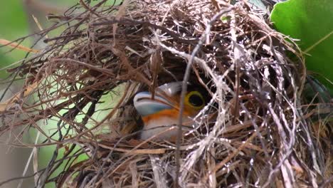 Der-Silberbrust-breitschnabel-Ist-Ein-Berühmter-Vogel-In-Thailand,-Sowohl-Lokal-Als-Auch-International