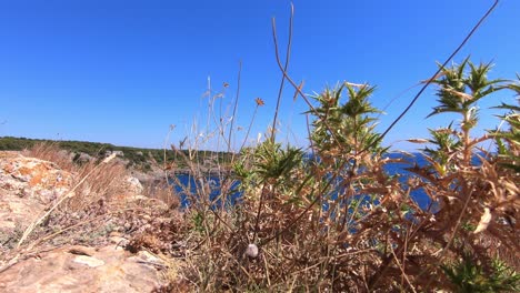 Plantas-Verdes-Y-Secas-En-La-Cima-De-Una-Colina,-Dominando-El-Mar-Jónico-En-Un-Día-Soleado-Y-Un-Poco-De-Viento