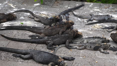 Group-Of-Marine-Iguanas-Sun-Bathing-On-Street-In-Santa-Cruz-Island-In-The-Galapagos