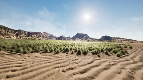 flat desert with bush and grass