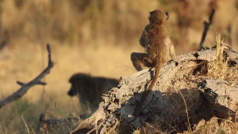 Close-up-of-a-young-baboon-on-a-fallen-tree-in-golden-side-light,-Khwai-Botswana