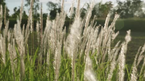 Grasblumen,-Die-Im-Wind-Und-Sonnenlicht-In-Der-Natur-Geblasen-Werden,-Sind-Schön-Und-Weich