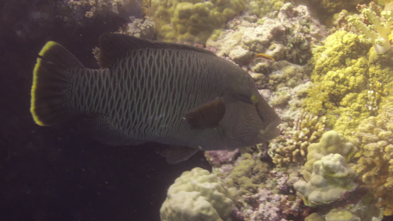 Humphead wrasse near coral reef
