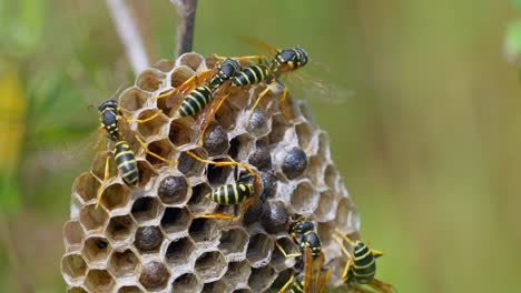 Gruppe-Von-Wespenfamilie-Auf-Waben-Im-Garten