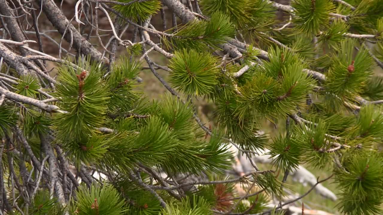 Galhos de pinheiro balançando ao vento no habitat da Floresta Nacional de Eldorado, EUA