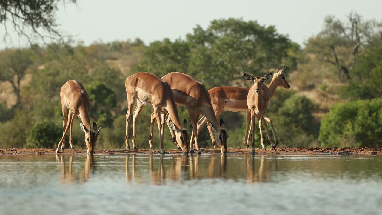 Wide shot of a herd of impala drinking at a waterhole in front of an underground hide, Greater Kruger