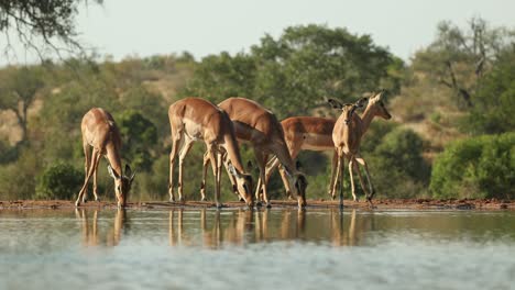 wide shot of a herd of impala drinking at a waterhole in front of an underground hide, greater kruger