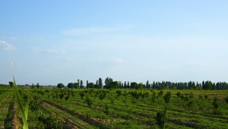 Beautiful-farmland-landscape-with-fruit-trees-in-the-hot-summer-ready-to-harvest
