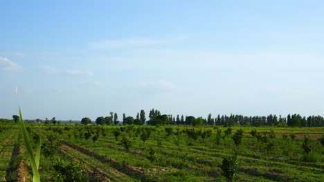 Wunderschöne-Ackerlandschaft-Mit-Obstbäumen-Im-Heißen-Sommer,-Die-Zur-Ernte-Bereit-Sind