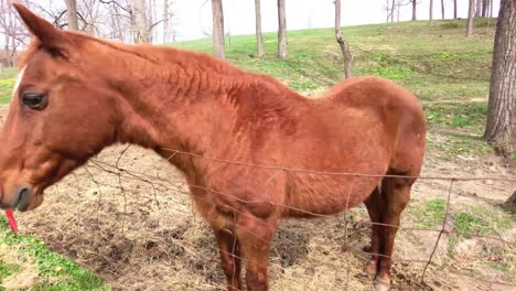 Brown-quarter-horse-posing-by-the-fence-for-the-camera