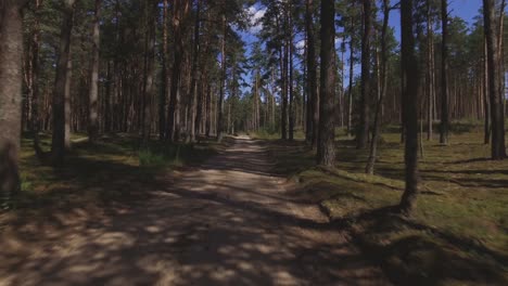 Schotterstraße-Im-Nadelwald-An-Einem-Sonnigen-Sommertag