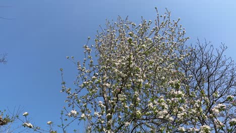 wind blowing white flowers of cherry tree in the wild forest in mountain highlands in iran pink buds bloom sprout in blooming season spring summer in dorfak damavand mount sabalan in yellow stone park