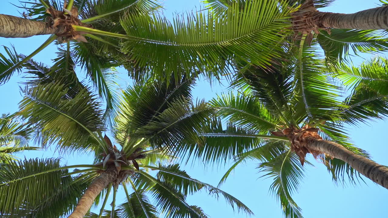 Coconut Palm trees against the blue sky, Palm trees at tropical coast on sky background. Low Angle View
