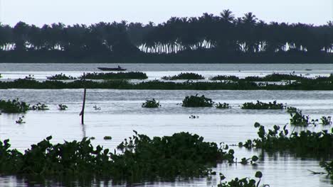 Acquatic-river-plants-floating-on-river-in-Badagri