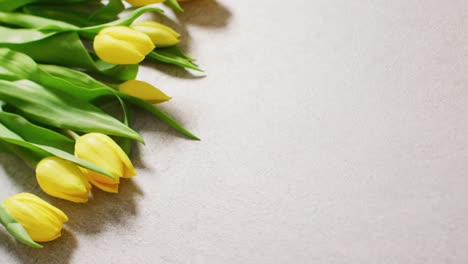 image of yellow tulips with copy space on grey background