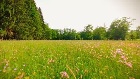 Aerial-Drone-FPV-Low-Flyover-Of-Country-Meadow-At-Sunset