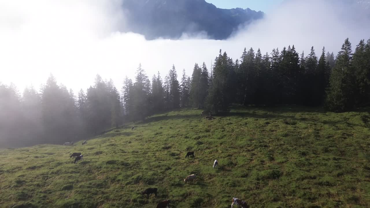 Aerial View of Alpine Meadow with Cattle Grazing in Misty Mountains