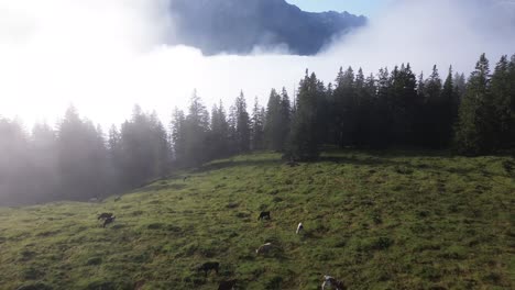 aerial view of alpine meadow with cattle grazing in misty mountains