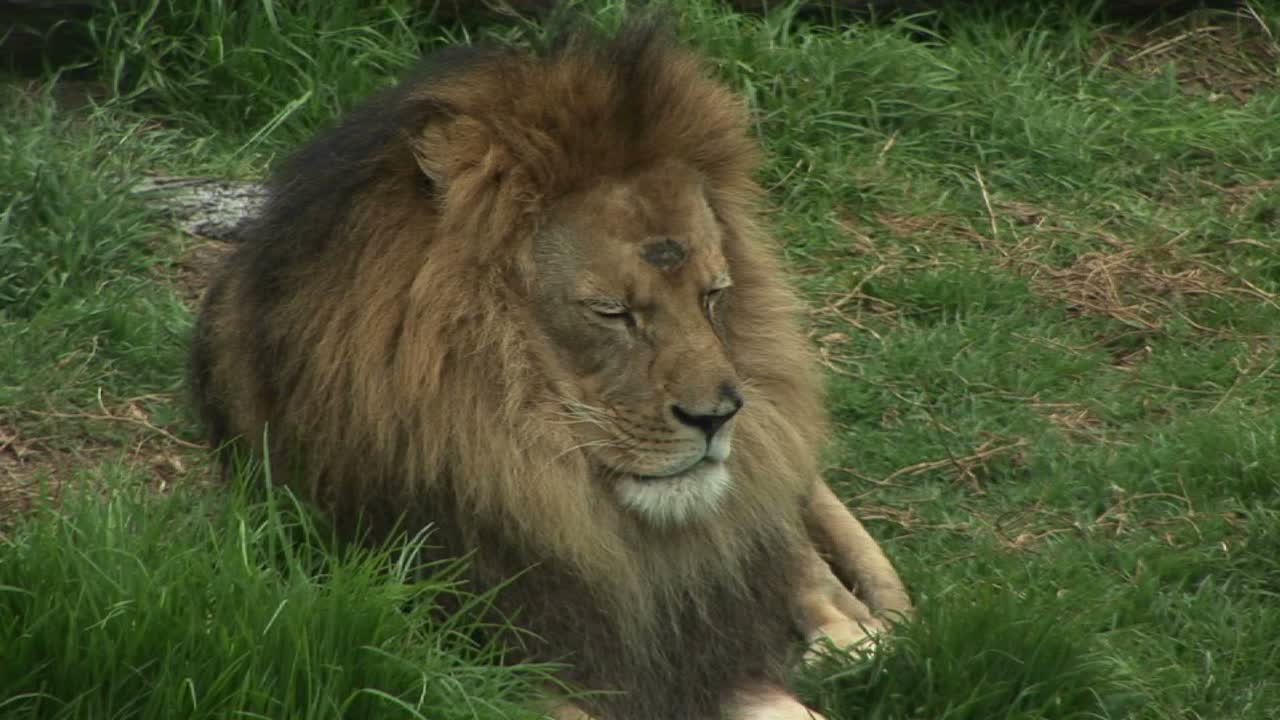 un león descansa en la hierba